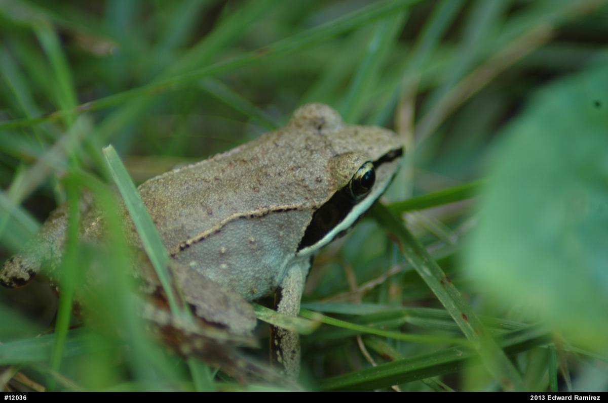 Wood Frog