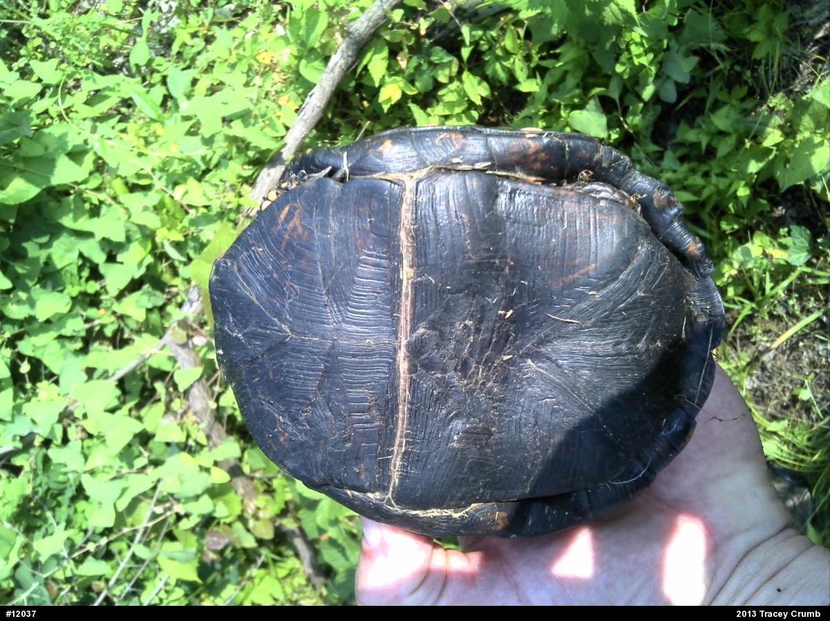 Eastern Box Turtle
