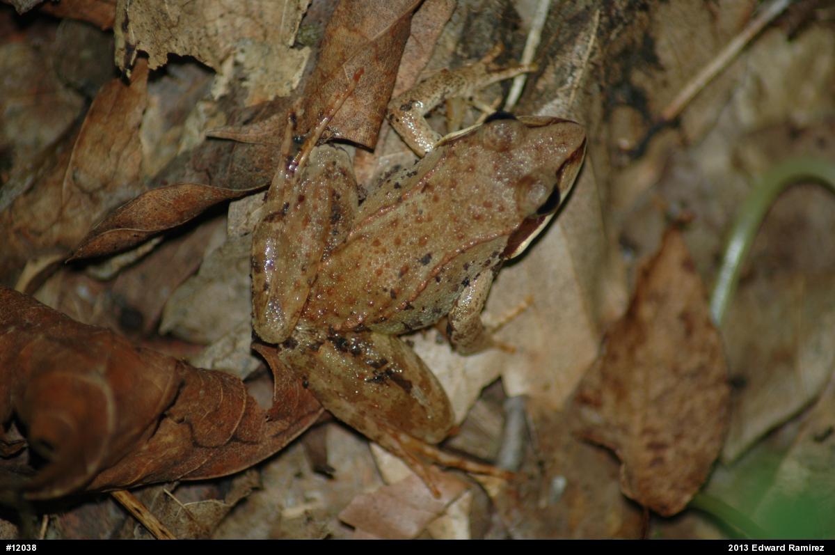 Wood Frog