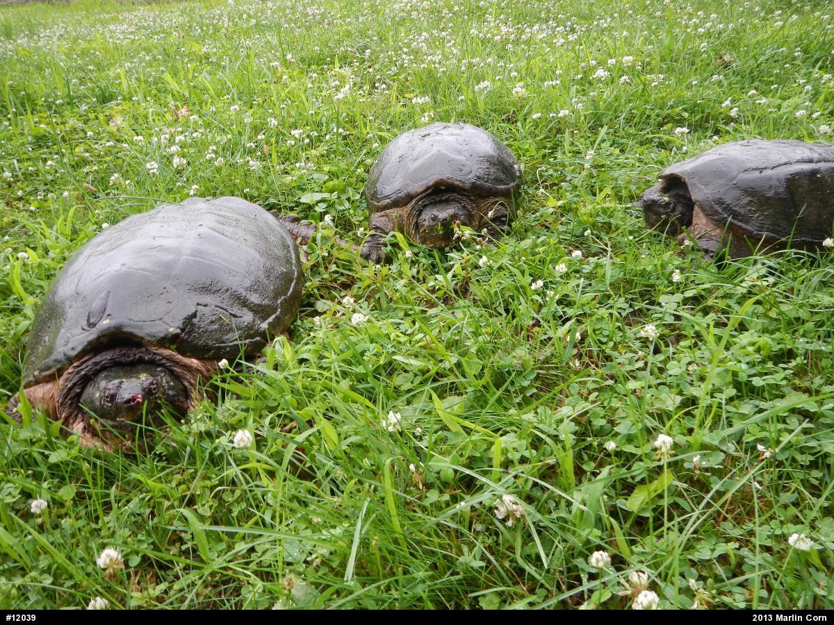 Snapping Turtle