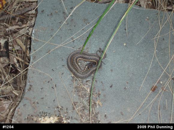 Eastern Gartersnake