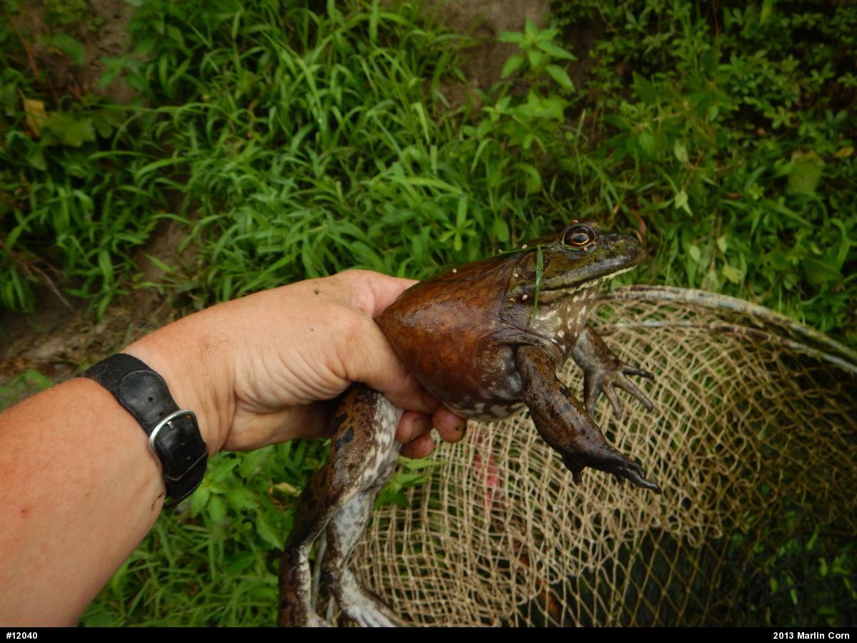 American Bullfrog