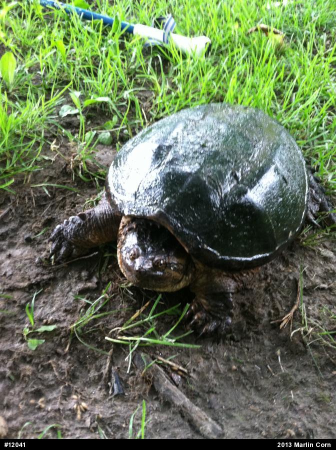 Snapping Turtle