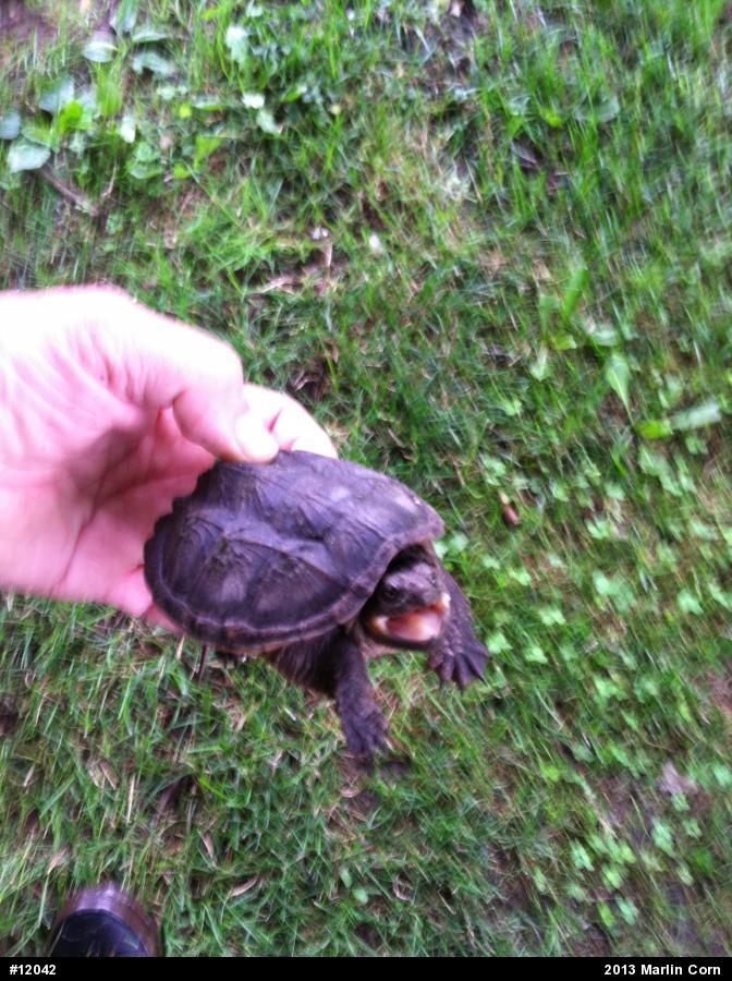 Snapping Turtle