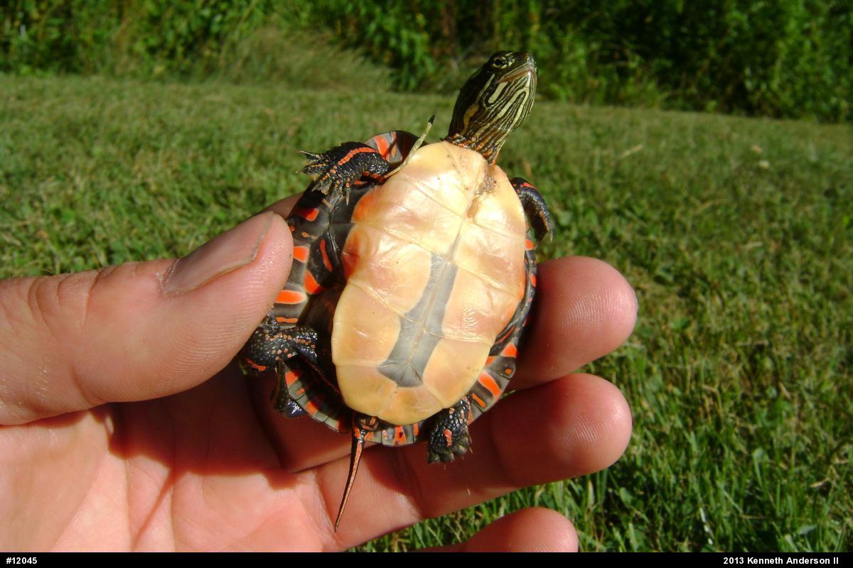 Midland Painted Turtle
