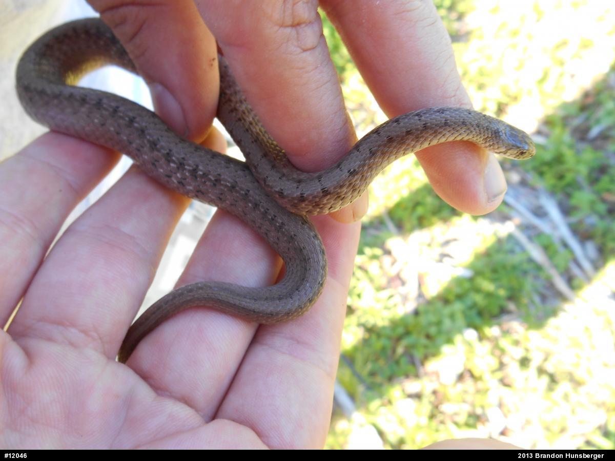 Dekay's Brownsnake