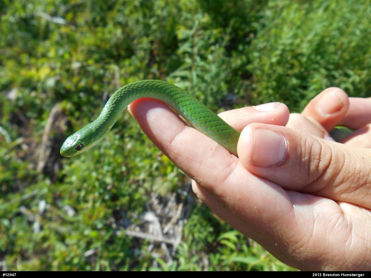 Smooth Greensnake