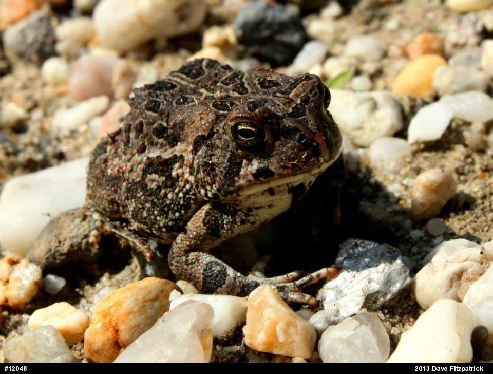 Fowler's Toad