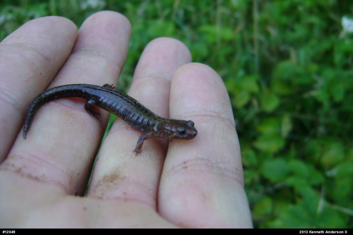 Allegheny Mountain Dusky Salamander