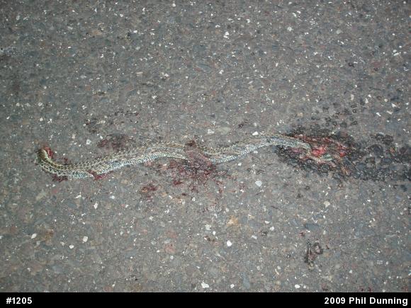Eastern Gartersnake