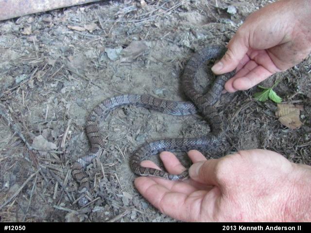 Eastern Milksnake