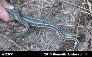 Eastern Gartersnake
