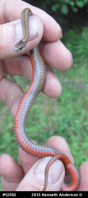 Red-bellied Snake