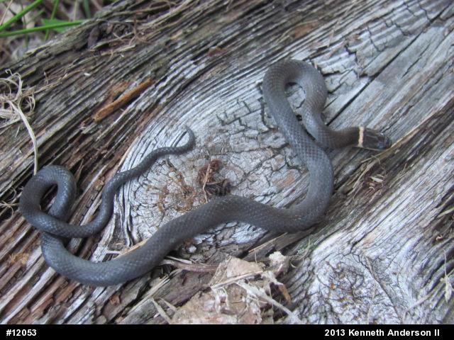 Northern Ring-necked Snake