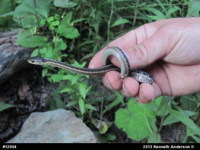 Eastern Gartersnake