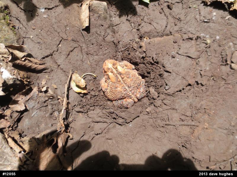 Eastern American Toad