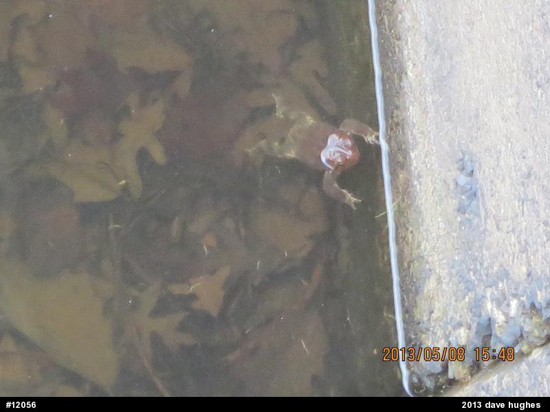 Eastern American Toad