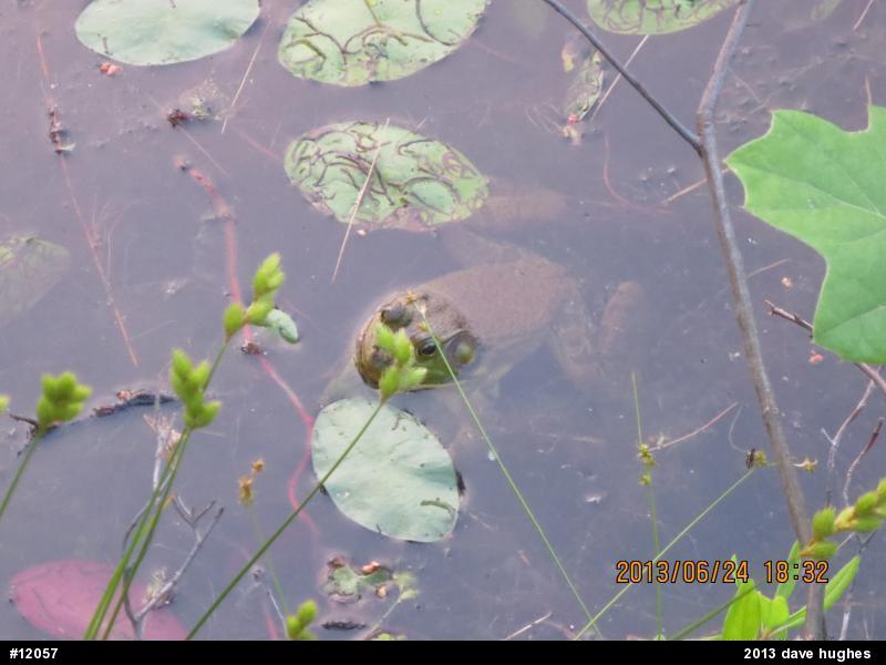 American Bullfrog