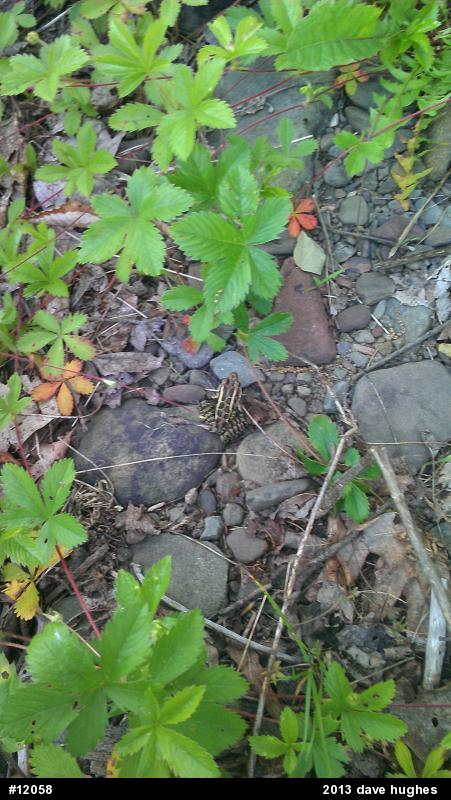 Pickerel Frog