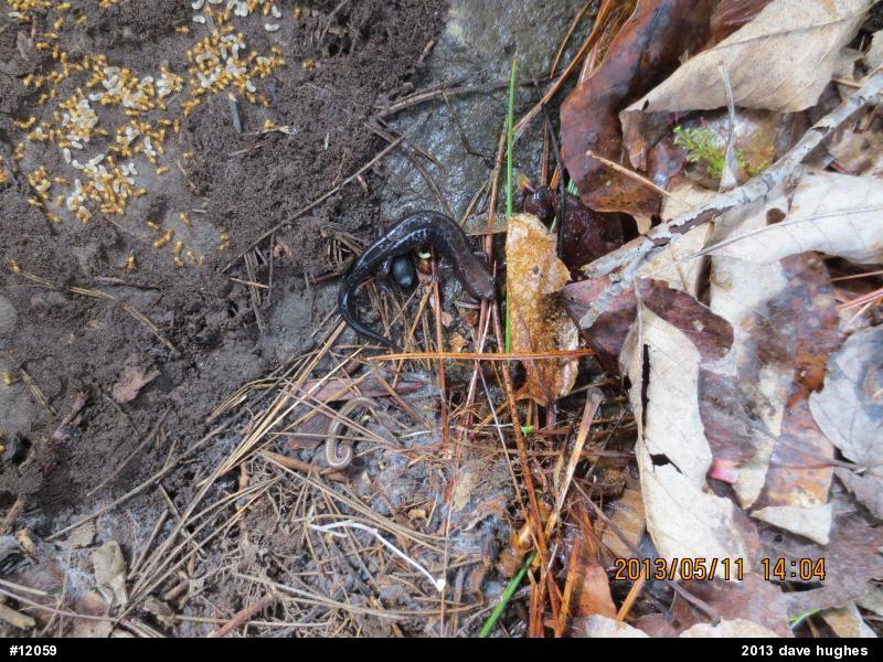 Allegheny Mountain Dusky Salamander