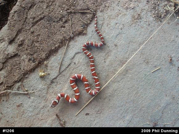 Eastern Milksnake
