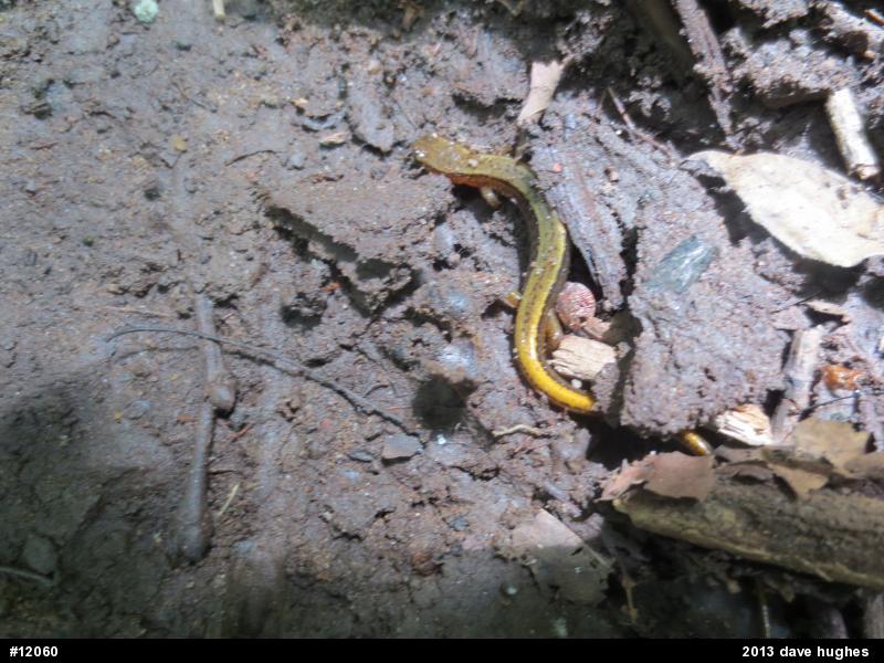 Northern Two-lined Salamander