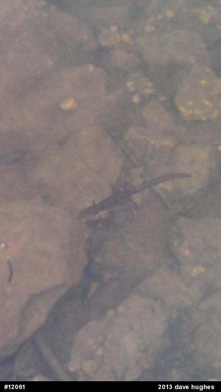Red-spotted Newt