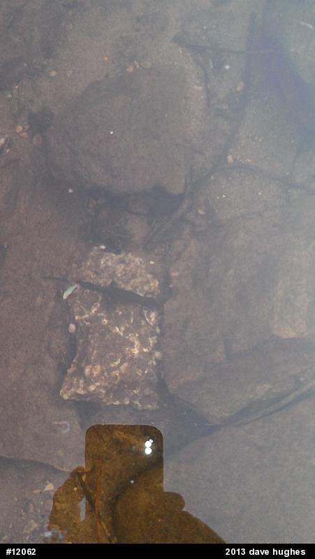 Red-spotted Newt