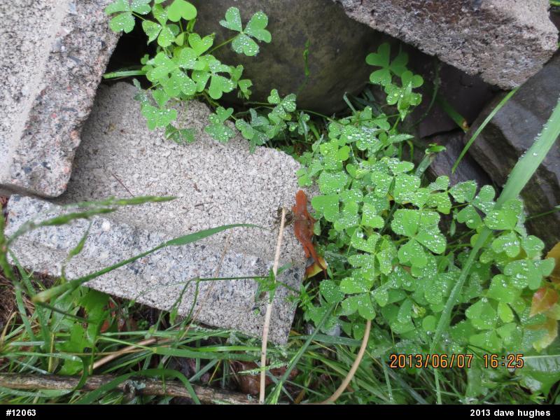 Red-spotted Newt