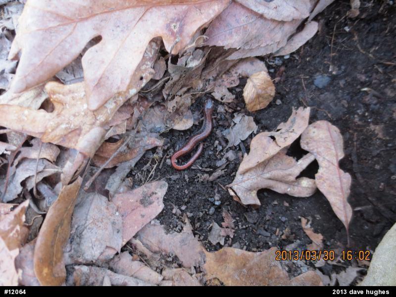 Eastern Red-backed  Salamander