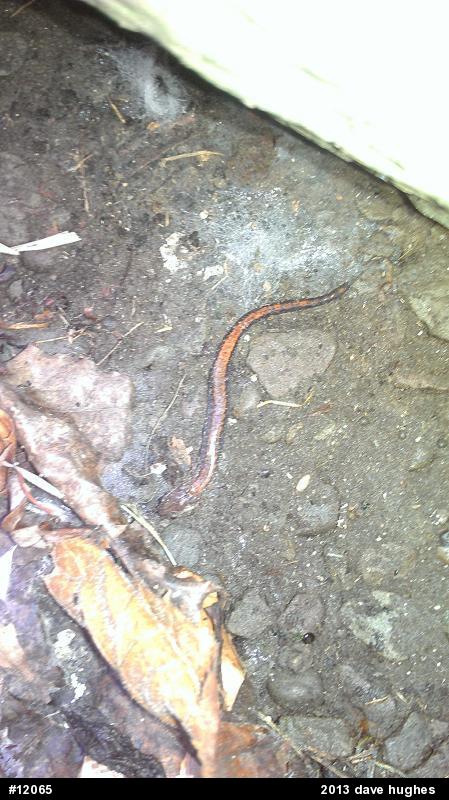 Eastern Red-backed  Salamander