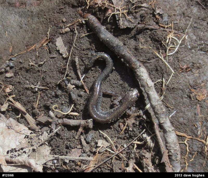 Eastern Red-backed  Salamander