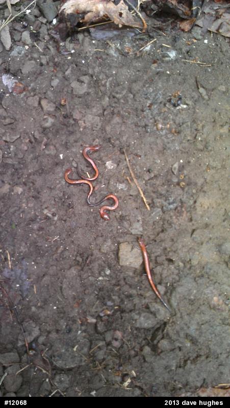 Eastern Red-backed  Salamander