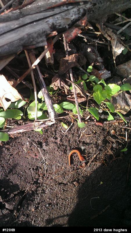 Eastern Red-backed  Salamander