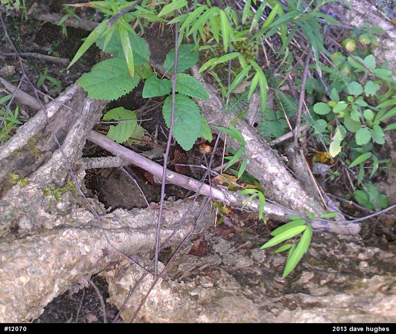 Northern Copperhead