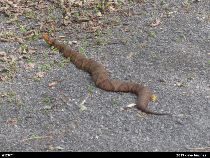 Northern Copperhead