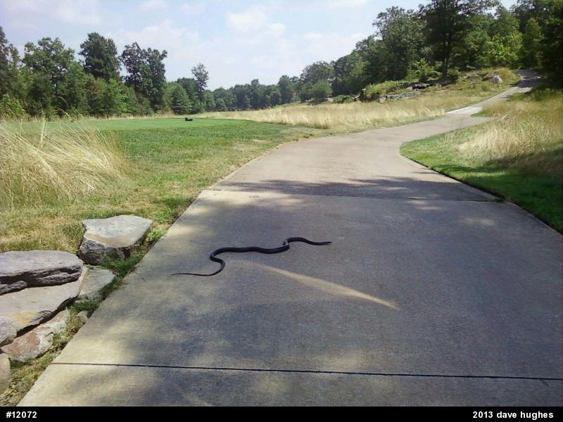 Northern Black Racer