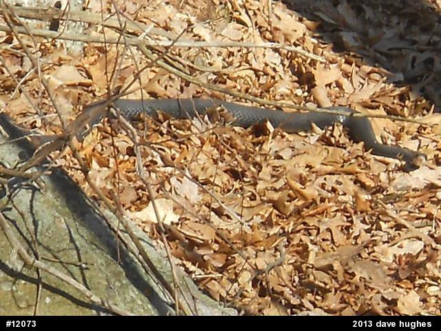 Northern Black Racer