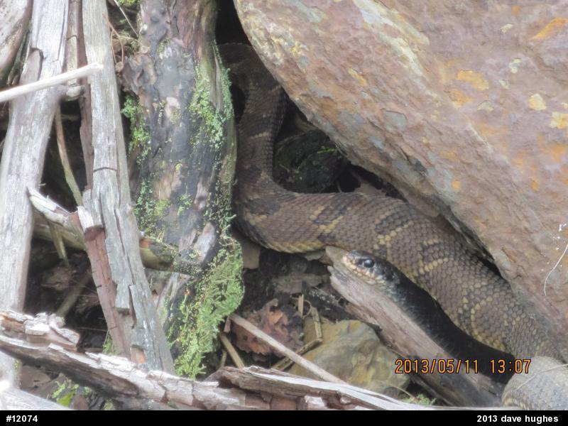 Northern Black Racer