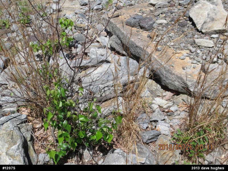 Northern Black Racer
