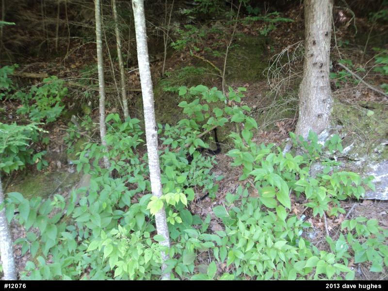 Timber Rattlesnake