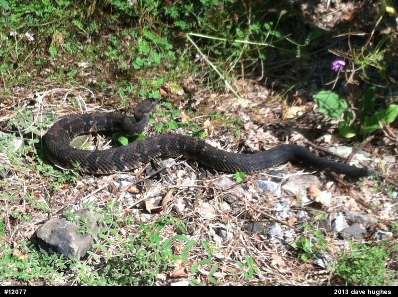 Timber Rattlesnake