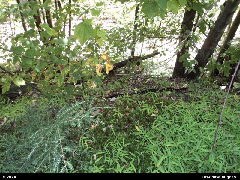 Timber Rattlesnake