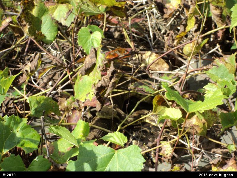 Timber Rattlesnake