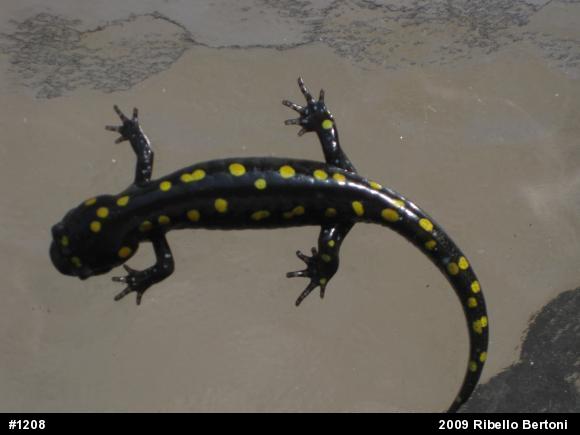 Spotted Salamander