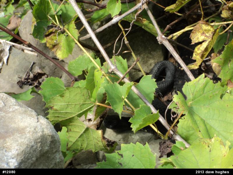 Timber Rattlesnake