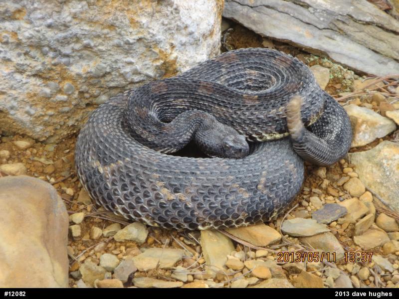 Timber Rattlesnake