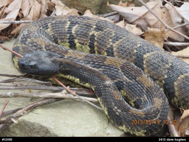 Timber Rattlesnake
