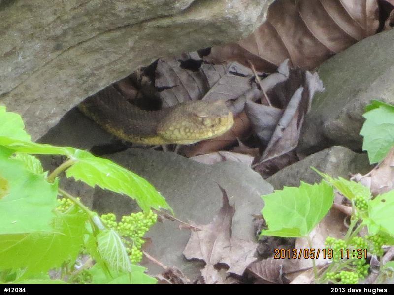 Timber Rattlesnake