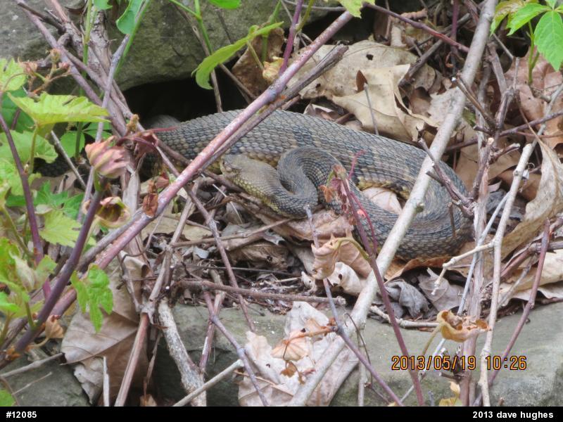 Timber Rattlesnake